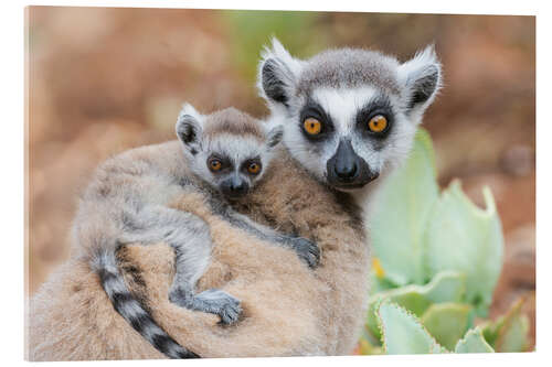 Acrylic print Baby ring-tailed lemur clinging to the mother