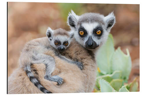 Aluminium print Baby ring-tailed lemur clinging to the mother