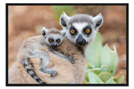 Gerahmter Kunstdruck Baby-Ringschwanzlemur, der sich an der Mutter festhält