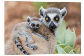 Foam board print Baby ring-tailed lemur clinging to the mother