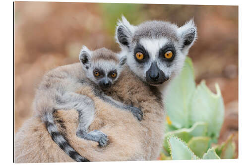 Galleritryk Baby ring-tailed lemur clinging to the mother