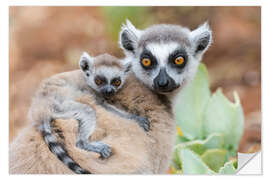 Naklejka na ścianę Baby ring-tailed lemur clinging to the mother