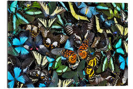 Gallery print Iridescent Butterflies I