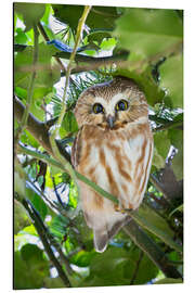 Alubild Kleiner Kauz im Stechpalmenbusch - Yuri Choufour