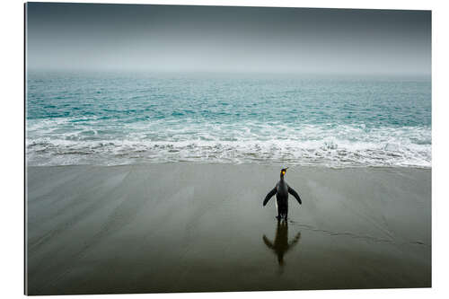 Gallery print Lone king penguin by the sea