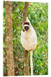 Acrylic print Verreaux Sifaka in a tree