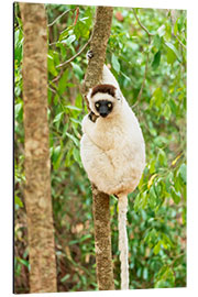 Aluminium print Verreaux Sifaka in a tree