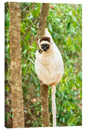 Canvas print Verreaux Sifaka in a tree