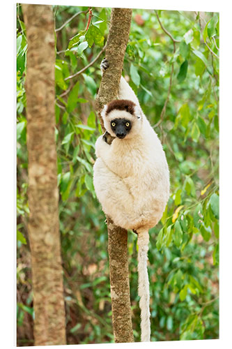 PVC print Verreaux Sifaka in a tree