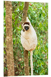 Foam board print Verreaux Sifaka in a tree