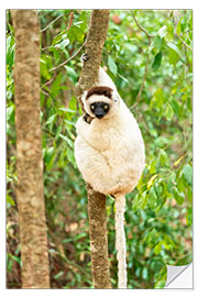 Selvklebende plakat Verreaux Sifaka in a tree