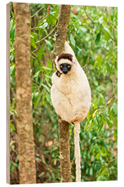 Holzbild Verreaux-Sifaka in einem Baum