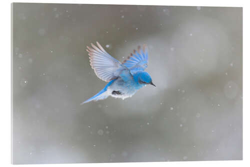 Acrylic print Mountain blue bird in snowstorm