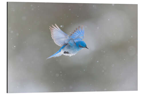 Aluminiumtavla Mountain blue bird in snowstorm