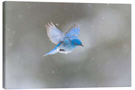 Canvas print Mountain blue bird in snowstorm