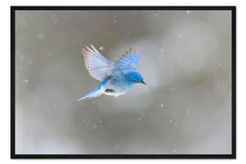 Gerahmter Kunstdruck Bergdrossel im Schneesturm