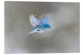 Print på skumplade Mountain blue bird in snowstorm