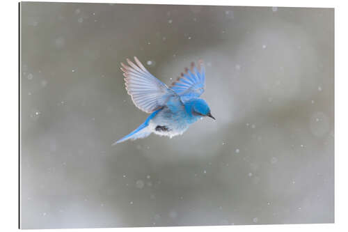 Cuadro de plexi-alu Pájaro azul en la tormenta de nieve