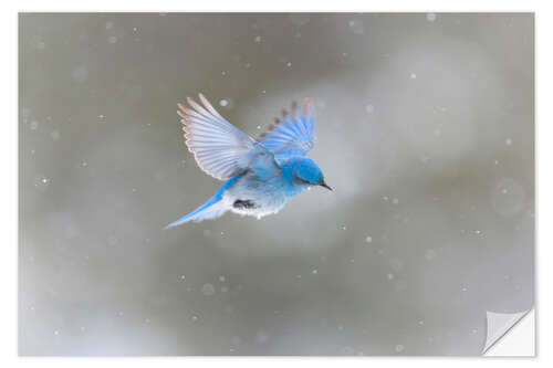 Sticker mural Oiseau bleu dans une tempête de neige