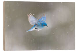 Cuadro de madera Pájaro azul en la tormenta de nieve