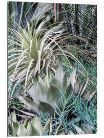 Tableau en aluminium Jardin avec un assortiment d’agaves