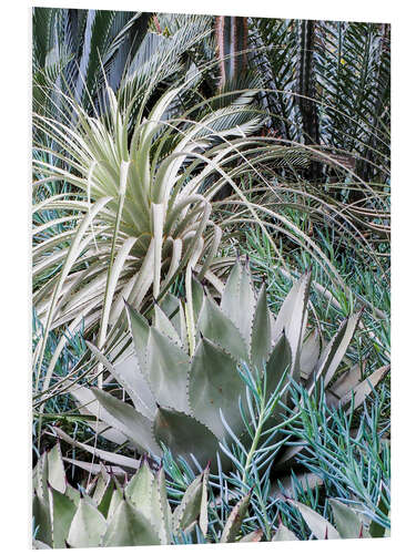 Tableau en PVC Jardin avec un assortiment d’agaves