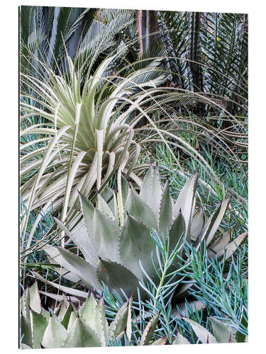 Gallery print Garden with an assortment of agaves