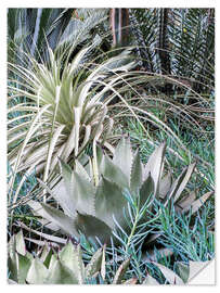 Sticker mural Jardin avec un assortiment d’agaves