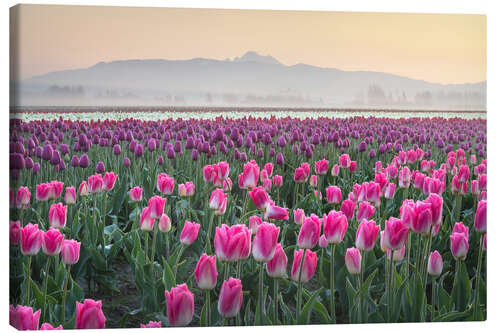 Leinwandbild Sonnenaufgang über den Tulpenfeldern