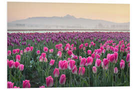 Foam board print Sunrise over the tulip fields