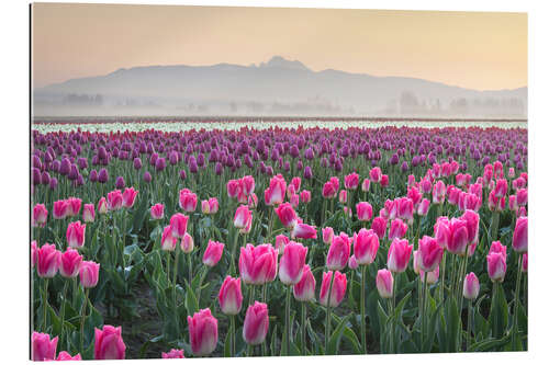 Galleriprint Sunrise over the tulip fields