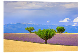 Acrylic print Valensole plateau