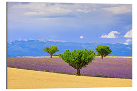 Alumiinitaulu Valensole plateau