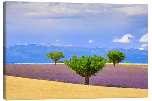 Quadro em tela Planalto de Valensole