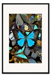 Gerahmter Kunstdruck Schillernde Schmetterlinge II