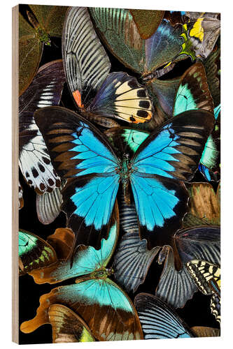 Trätavla Iridescent Butterflies II
