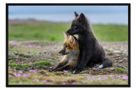 Gerahmter Kunstdruck Fuchswelpen