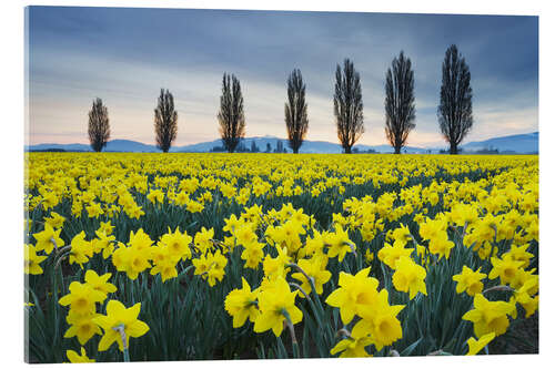 Acrylic print Fields with yellow daffodils II