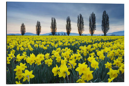 Aluminium print Fields with yellow daffodils II