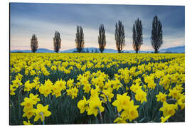 Tableau en aluminium Champ de jonquilles jaunes II