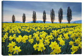 Canvas-taulu Fields with yellow daffodils II