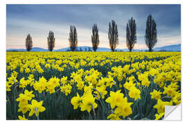 Wall sticker Fields with yellow daffodils II