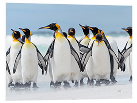 Foam board print King penguin