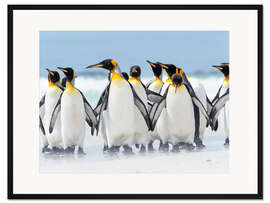 Gerahmter Kunstdruck Königspinguin