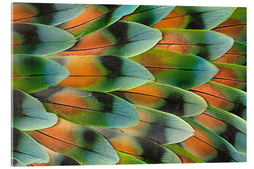 Acrylic print Tail feather pattern