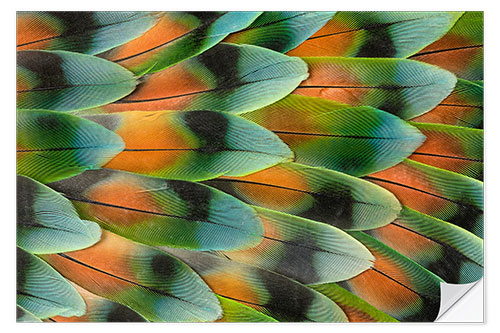 Selvklæbende plakat Tail feather pattern