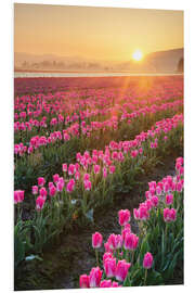 Foam board print Sunrise over the tulip fields