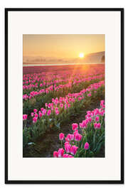 Gerahmter Kunstdruck Sonnenaufgang über den Tulpenfeldern