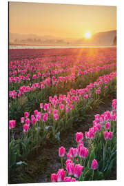 Magnettafel Sonnenaufgang über den Tulpenfeldern