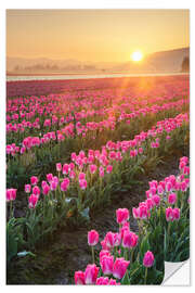 Wall sticker Sunrise over the tulip fields